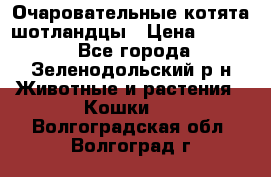 Очаровательные котята шотландцы › Цена ­ 2 000 - Все города, Зеленодольский р-н Животные и растения » Кошки   . Волгоградская обл.,Волгоград г.